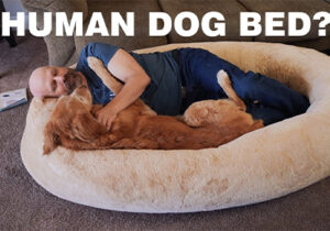 这款“人类狗窝”7天GMV超20万美元，爆火海外